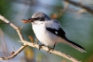 Lanius-ludovicianus;Loggerhead-Shrike;One;Shrike;avifauna;bird;birds;color-image